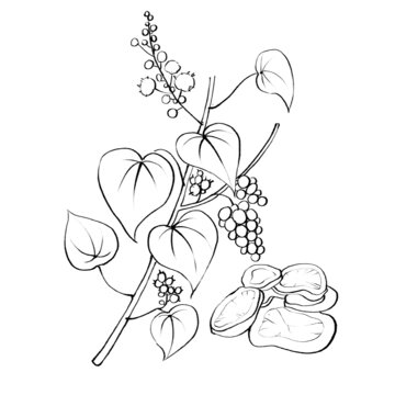 防己線稿手繪中藥材水彩插畫