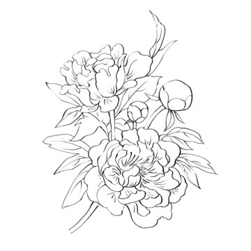 牡丹線稿手繪中藥材水彩插畫