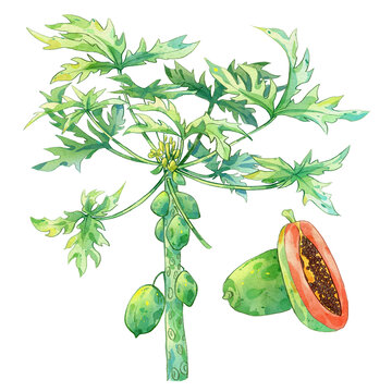 木瓜手繪中藥材水彩插畫(huà)