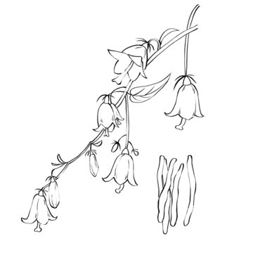 沙參線稿手繪中藥材水彩插畫(huà)
