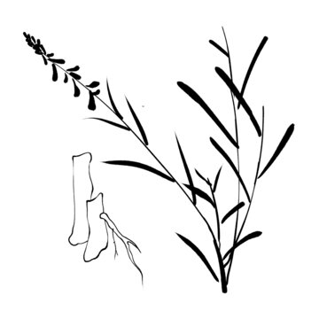 遠(yuǎn)志線稿手繪中藥材水彩插畫