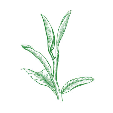 茶葉茶芽版畫風插畫線稿