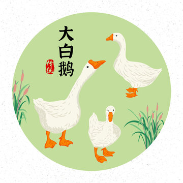大白鵝插畫
