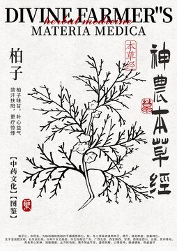 柏子線稿中藥材水彩設(shè)計模版