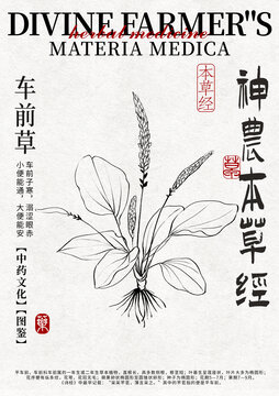 車前子線稿中藥材水彩設(shè)計(jì)模版