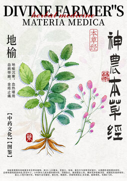 地榆中藥材水彩設(shè)計(jì)模版