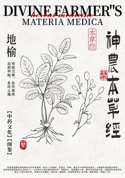 地榆線稿中藥材水彩設(shè)計(jì)模版