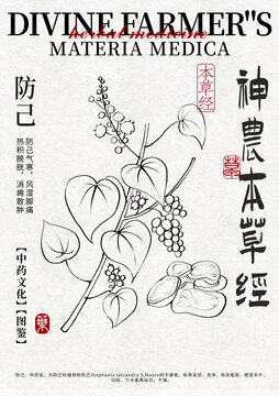 防己線稿中藥材水彩設計模版