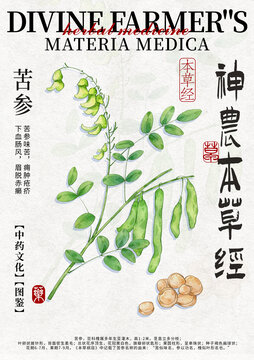 苦參中藥材水彩設(shè)計(jì)模版