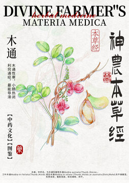 木通中藥材水彩設(shè)計(jì)模版