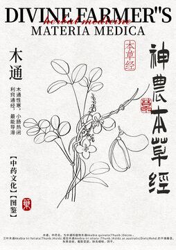 木通線稿中藥材水彩設(shè)計(jì)模版