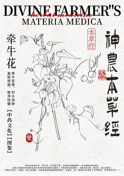 牽牛花線稿中藥材水彩設(shè)計模版
