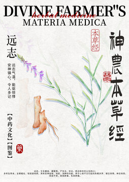 遠志中藥材水彩設(shè)計模版