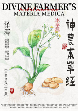 澤瀉中藥材水彩設(shè)計(jì)模版