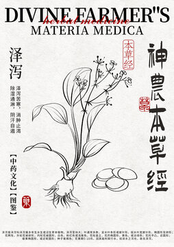 澤瀉線稿中藥材水彩設(shè)計(jì)模版