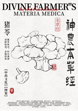 豬苓線稿中藥材水彩設(shè)計模版