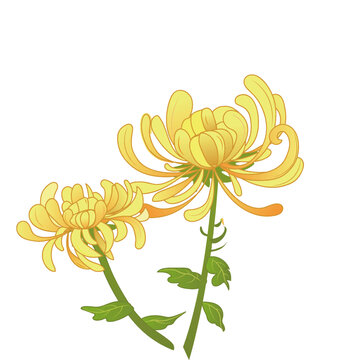 菊花矢量插畫
