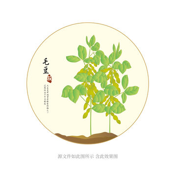 毛豆