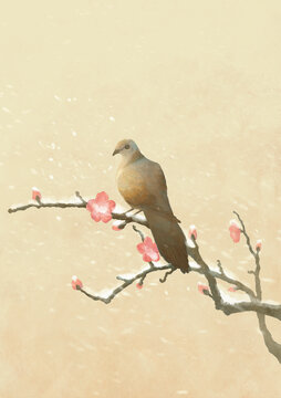 斑鳩