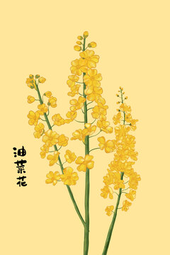 油菜花