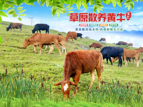 草原散養(yǎng)黃牛
