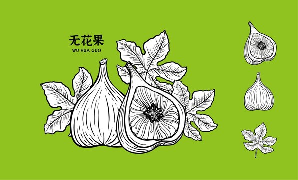 無花果手繪插畫
