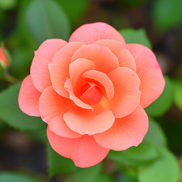 鳳仙花紅色