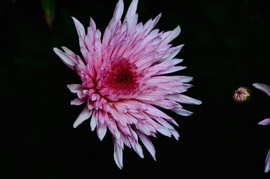 粉色菊花
