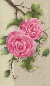 山茶花