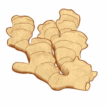 生姜插畫