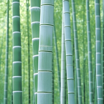綠色環(huán)保竹林壁紙