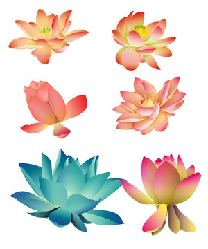 荷花