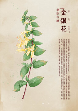 金銀花