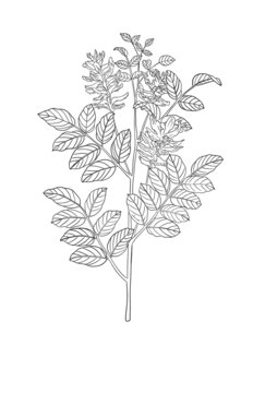 甘草