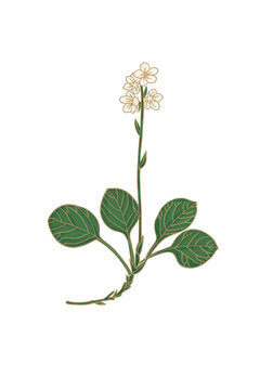 鹿銜草