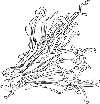 蟲草花