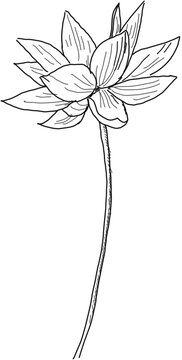 蓮花