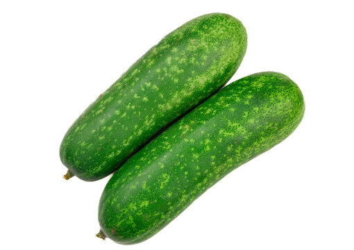 毛瓜