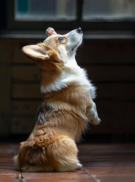 一只可愛(ài)的小柯基犬站立起來(lái)仰著頭