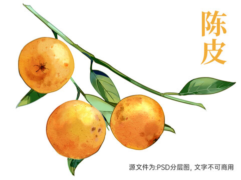 陳皮插畫