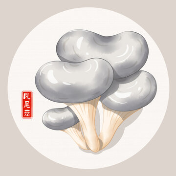 鳳尾菇插畫