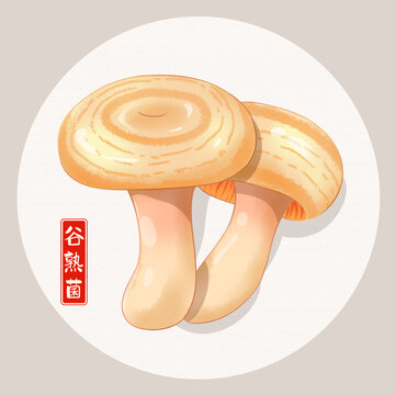 谷熟菌插畫