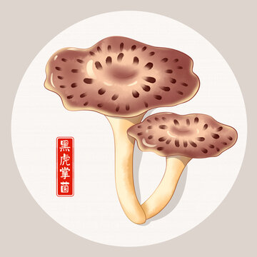 黑虎掌菌插畫(huà)