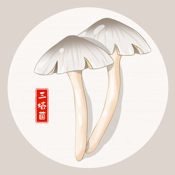 三塔菌插畫