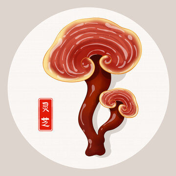 靈芝插畫(huà)