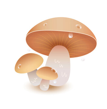 可愛(ài)新鮮蘑菇插畫(huà)