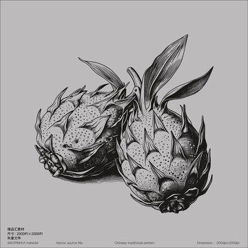 描版畫(huà)矢量火龍果素素材線(xiàn)描水果