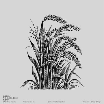 糧食大米小米黃米稻子傈僳水稻稻谷粟