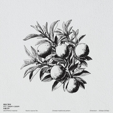 核桃紙皮核桃干果素描版畫線描帶皮核桃堅(jiān)果