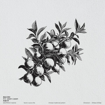 核桃干果素描版畫矢量素材線描帶皮核桃堅(jiān)果